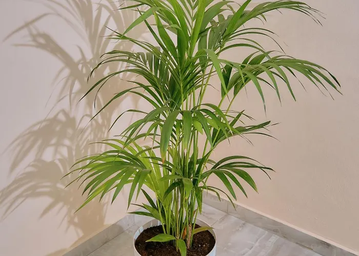 Center Park * Velipojë